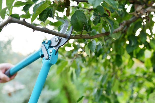 Professional Tree Service in Denton, NC